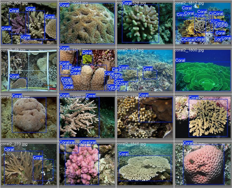 南海珊瑚識別。阿里云供圖