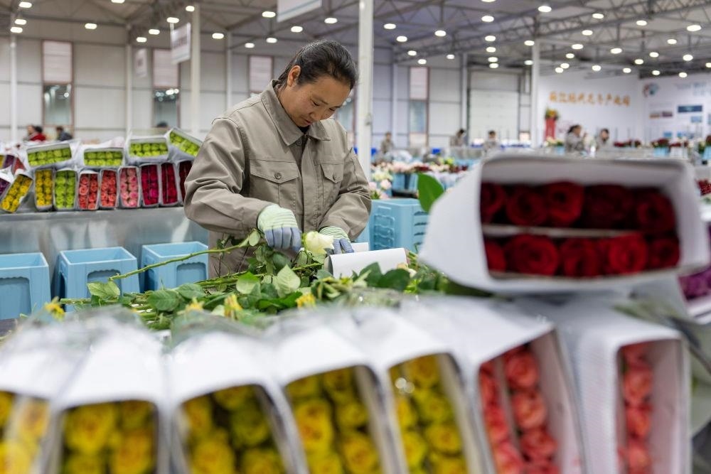 △近日，工作人員在云南麗江現(xiàn)代花卉產(chǎn)業(yè)園包裝鮮花。