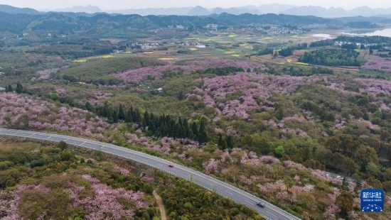 清鎮(zhèn)市紅楓湖鎮(zhèn)右二村旁的道路與花海相映（4月5日攝，無人機(jī)照片）。