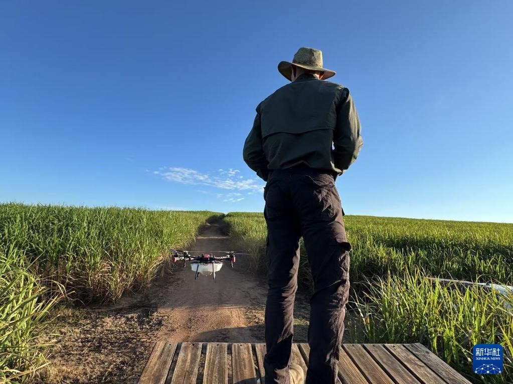 3月25日，在南非夸祖魯-納塔爾省的方廷希爾莊園，飛手操縱無(wú)人機(jī)為甘蔗林噴灑藥劑。新華社記者 白舸 攝