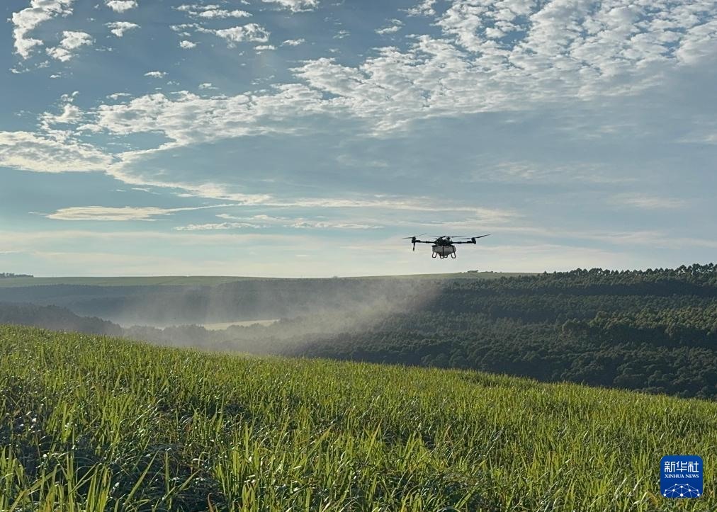 3月25日，在南非夸祖魯-納塔爾省的方廷希爾莊園，中國(guó)農(nóng)用無(wú)人機(jī)為甘蔗林噴灑殺菌劑。新華社記者 白舸 攝