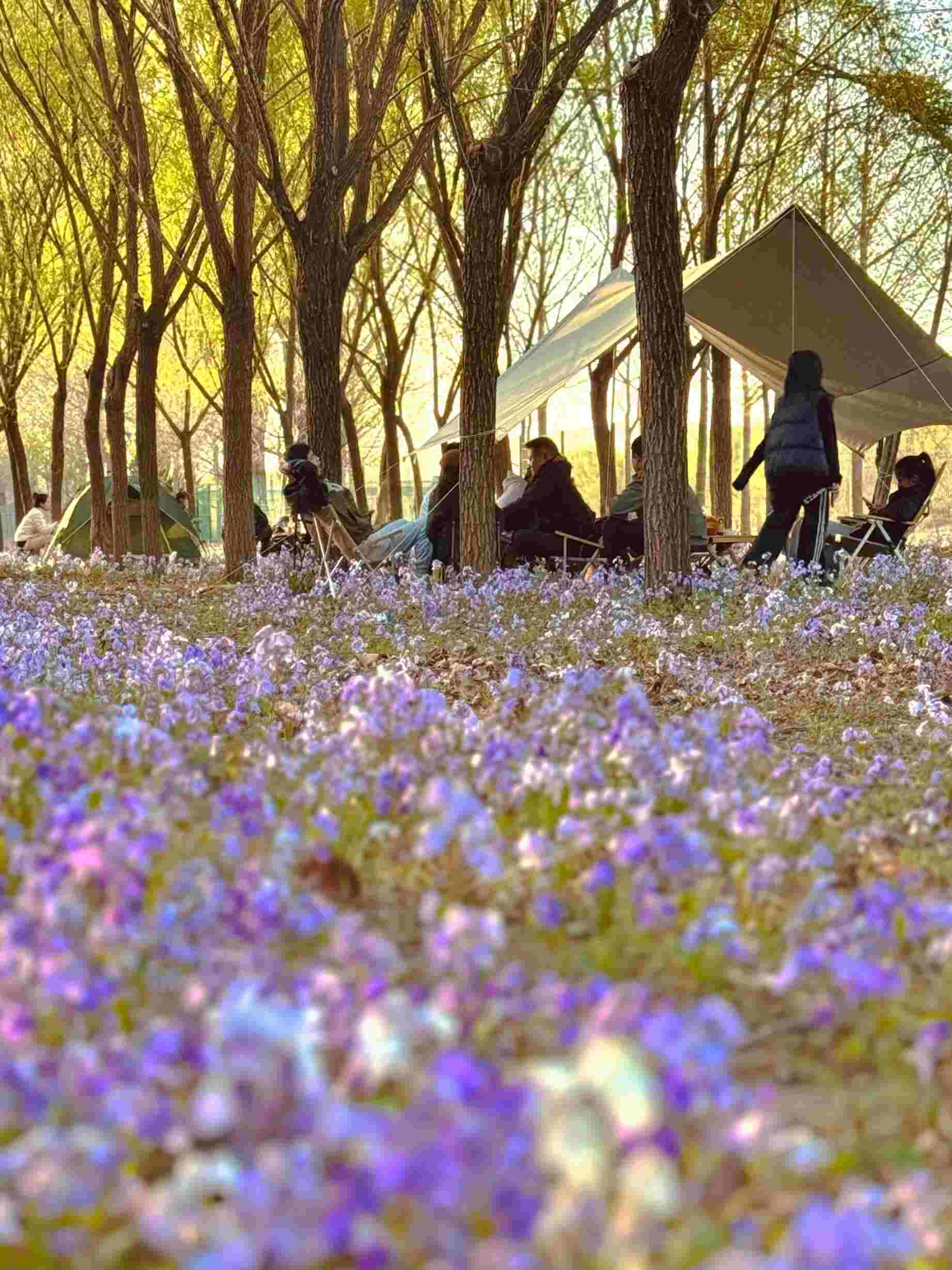 清明假期期間，范女士一家在北京溫榆河邊露營。受訪者供圖