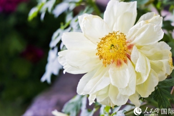 洛陽(yáng)國(guó)家牡丹園牡丹盛開(kāi)。 人民網(wǎng)記者 魯揚(yáng)攝