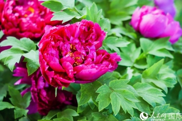 洛陽(yáng)國(guó)家牡丹園牡丹盛開(kāi)。 人民網(wǎng)記者 魯揚(yáng)攝