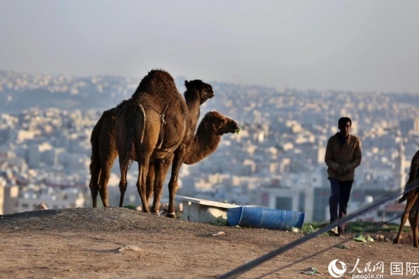 約旦首都阿曼街頭的駱駝。人民網(wǎng) 納達爾·達烏德攝