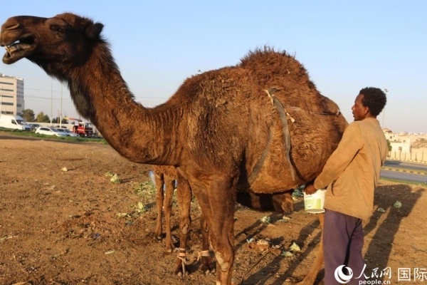 工人在給駱駝擠奶。人民網(wǎng) 納達爾·達烏德攝