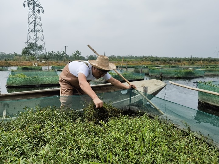 陳樹在湖北省仙桃市剅河鎮(zhèn)余腦村黃鱔繁育基地觀察黃鱔長勢。新華社記者宋立崑 攝