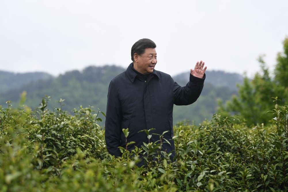 2020年4月21日，習近平總書記來到陜西安康市平利縣老縣鎮(zhèn)，在茶園考察脫貧攻堅情況。新華社記者 燕雁 攝