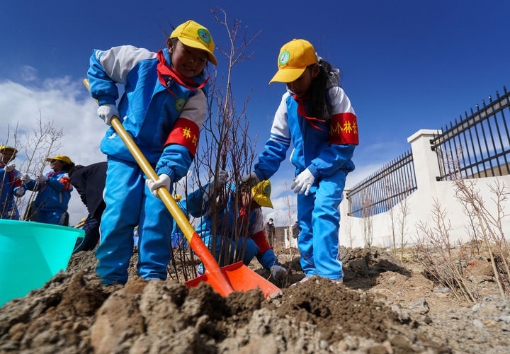 2025年4月25日，西藏那曲市小學(xué)生在植樹。新華社記者 晉美多吉 攝