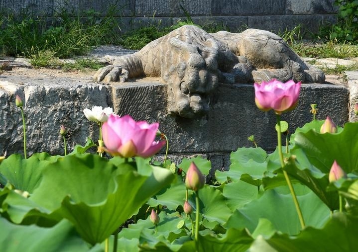 萬寧橋位于北京地安門外大街中部、什剎海東岸，是北京中軸線上最古老的橋梁，至今已有700多年歷史。近年來，北京市持續(xù)為萬寧橋“瘦身減負(fù)”，橋體風(fēng)貌得以完整展現(xiàn)，方便游客走近欣賞，深入了解古橋承載的價(jià)值和內(nèi)涵。這是2023年7月18日拍攝的北京萬寧橋橋東的鎮(zhèn)水獸。